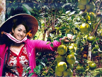 Cam đường Bình Minh (Vĩnh Long)