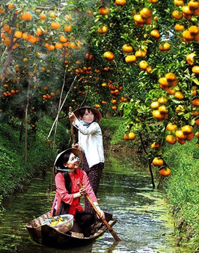 Quýt hông Lai Vung (Đồng Tháp)