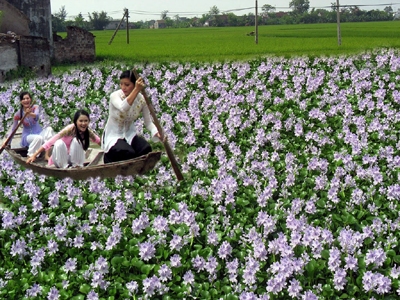 Mùa hoa lục bình