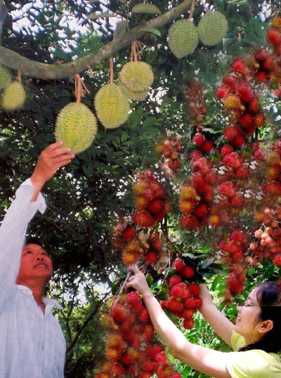 Trái chín vào xuân ở Chợ Lách (Bến Tre)