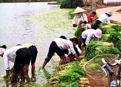 Thu hái rau cần để ra chợ Tết