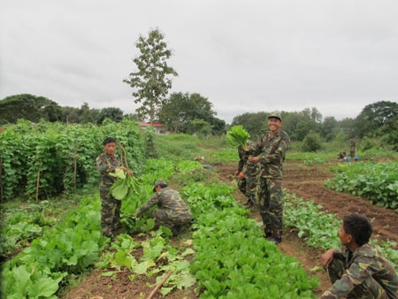 Phong trào TGSX của nhiều đơn vị quân đội bạn đã có những bước chuyển biến đáng kể. Một số loại rau, quả, thịt, cá...được làm ra đã góp phần nâng cao đời sống của bộ đội.
