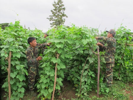 Vườn đỗ này trồng bên bờ suối, khá tươi tốt...