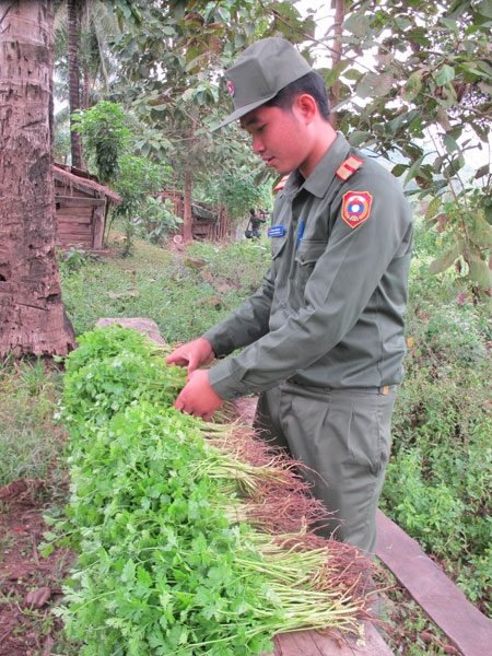 ...và giữa vùng Bắc Lào, nơi Sư đoàn 3 đóng quân, có được những mớ rau tươi ngon, loại rau ưa nước như thế này là một sự cố gắng lớn