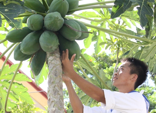 Chiến sĩ trẻ hải quân Bùi Văn Thuận và sản phẩm từ tăng gia sản xuất. Ngoài vườn rau xanh tốt, đơn vị anh còn nuôi lợn, dê, đảm bảo luôn có thực phẩm tươi ngon.