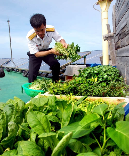 Thu hoạch rau xanh trên nhà giàn DK1