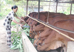 Vietnam to step up beef cattle farming