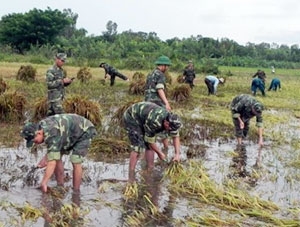 Troops help locals harvest water-logged rice