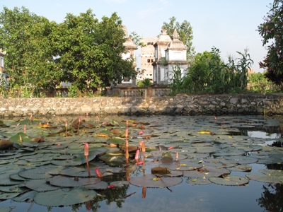 Hoa súng buông sắc giữa ao chùa.