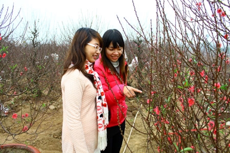Ngày cận Tết, vườn đào trở thành điểm đến lý thú của nhiều bạn trẻ