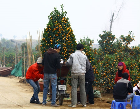 …sắc quất theo những chuyến xe, mang mùa xuân đến với mỗi gia đình