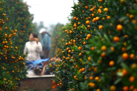 Những hàng quất vàng rực chạy dài tít tắp