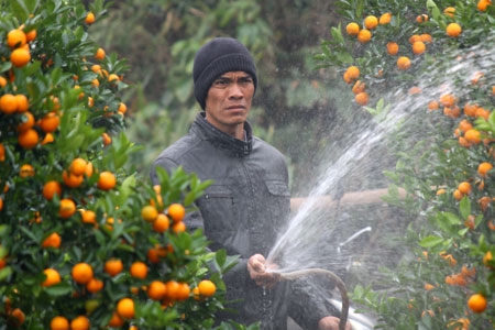 Để quất luôn đẹp mã trước khi đến tay khách hàng