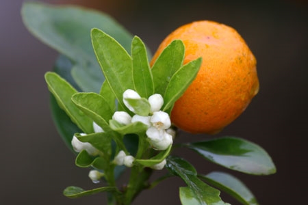 Nếu có cả lộc, nụ, quất sẽ được giá cao hơn