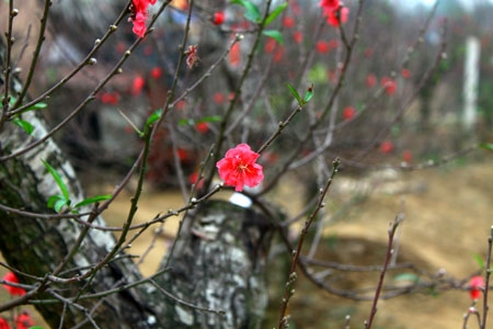 Đất trời như rạng rỡ hơn bởi sắc đào tươi thắm