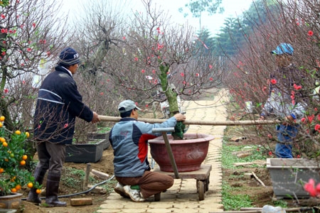 Giữa tháng 11 âm lịch, nhiều người đã đến đặt mua đào trước. Sau rằm tháng 12, đào được vận chuyển đến với khách hàng