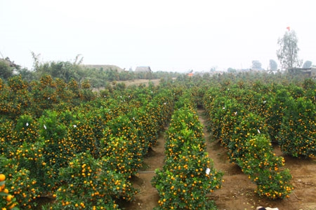 Những mảnh vườn ở Tứ Liên (Tây Hồ, Hà Nội) rực sắc vàng của quất