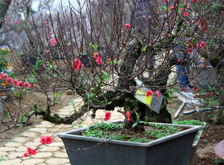 Đất trời như rạng rỡ hơn bởi sắc đào tươi thắm