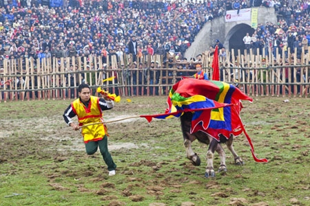 Màn bắt trâu thắng dừng lại được thực hiện khá ngoạn mục