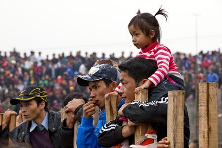 Người lớn, trẻ nhỏ say sưa với những trận chọi trâu.