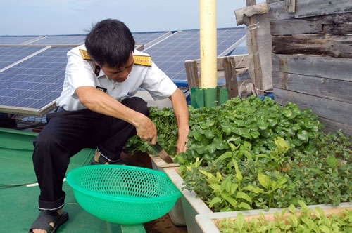 Tại nhà giàn DK1/20, rau xanh...