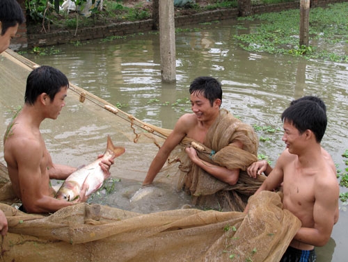 Nhờ tích cực tăng gia sản xuất, Tết này, bữa ăn của cán bộ, chiến sĩ Đoàn 84, Cục Tác chiến điện tử, sẽ thêm đủ đầy.