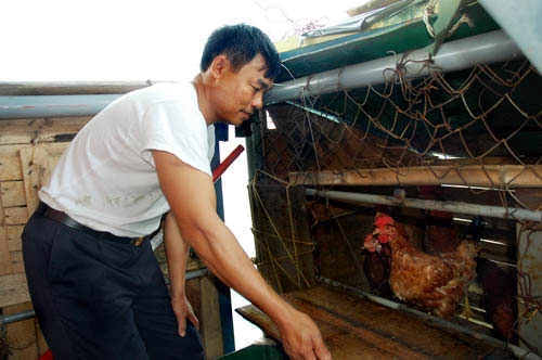 ...gà cũng có trong