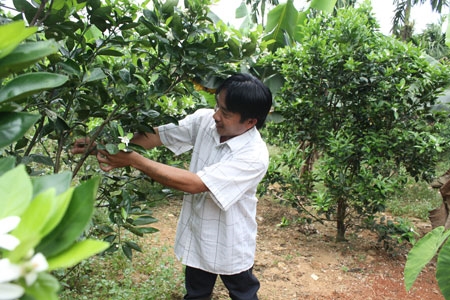 ...và cây trái cũng tốt tươi trong vườn gia đình anh Lê Xuân Dương, xã Hương Hóa, huyện An Đông, tỉnh Thừa Thiên-Huế. Trước khi được