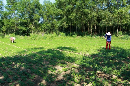 Hoa mầu đã lên xanh trên những thửa ruộng ở xã Bình Thanh Đông, huyện Bình Sơn, tỉnh Quảng Ngãi...