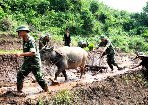 Bộ đội cấy lúa giúp gia đình ông Vừ Pa Tủa, dân tộc Mông, bản Huổi Chạ là gia đình neo đơn, khó khăn