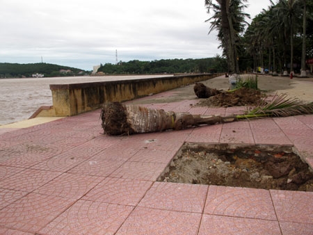 Những thân dừa bị bão quật đổ