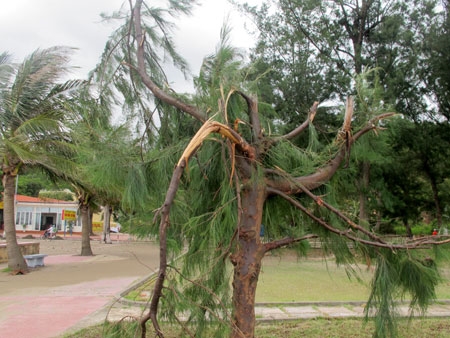 Những cây phi lao bị gió lớn vặn gãy cành