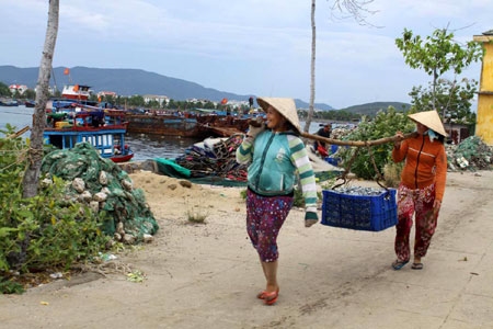 Cá cơm nhanh chóng được tập kết ở một vị trí để các đại lý tiện thu mua.