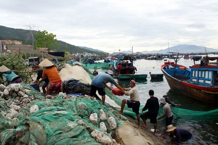 Về đến cảng, các ngư dân mở lưới, thu cá cơm.