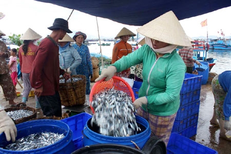 Những thùng chứa cá cơm này sẽ được bán cho các cơ sở sản xuất, chế biến nước mắm, cá khô…