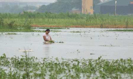 Dầm mình trong nước thu hoạch rau.