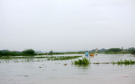 Nhiều khu vực trồng hoa mầu ngập sâu sau mưa bão.