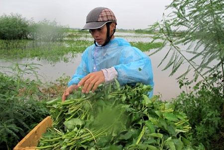 Người nông dân này cho biết, ngày thường rau muống có giá 4.000 đồng/mớ, nay đã lên tới 10.000 đồng.