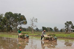 Laup Rice Laos plans to export 1 million tonnes of rice