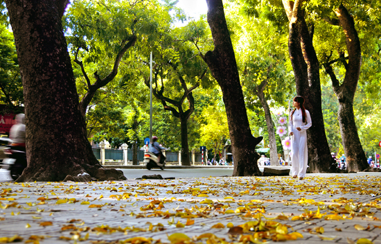 Sắc màu thu Hà Nội