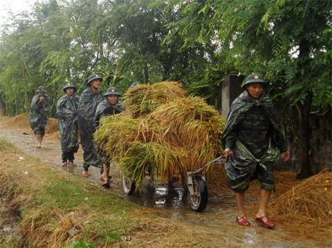 Cán bộ, chiến sĩ Trung đoàn 8 (Sư đoàn 395, Quân khu 3) giúp nhân dân huyện Tiền Hải, tỉnh Thái Bình thu hoạch lúa chạy bão