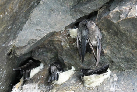 Sự bình yên giúp các đàn chim yến ngày càng phát triển nhiều hơn trên các đảo