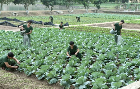 Nhờ đẩy mạnh tăng gia sản xuất, lượng rau xanh của đơn vị luôn bảo đảm nhu cầu của bộ đội