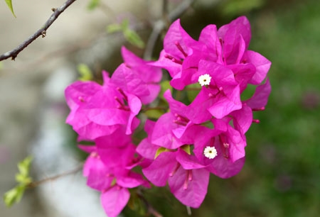 Khoe sắc...
