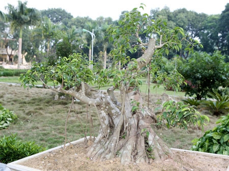 Một trong số những cây cảnh được chính các