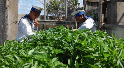 Nhờ được chăm bón tốt, hè này rau muống luôn đáp ứng đủ nhu cầu cho bộ đội đảo Phan Vinh