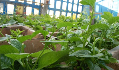 Sam và mùng tơi, hai loại rau mùa hè được bộ đội đảo ưu thích