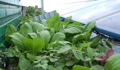 Rau xanh trên Nhà giàn DK1/2