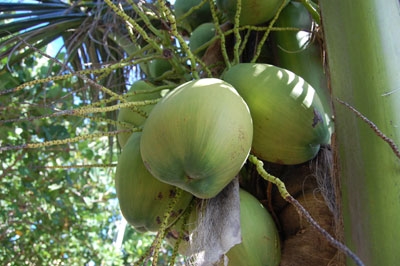 Dừa của bộ đội đảo