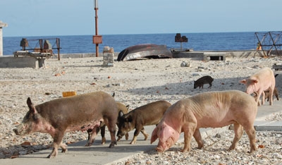 Một số đảo nổi thuộc quần đảo Trường Sa đã nuôi được lợn và một số loại gia cầm khác, đáp ứng nhu cầu về thực phẩm